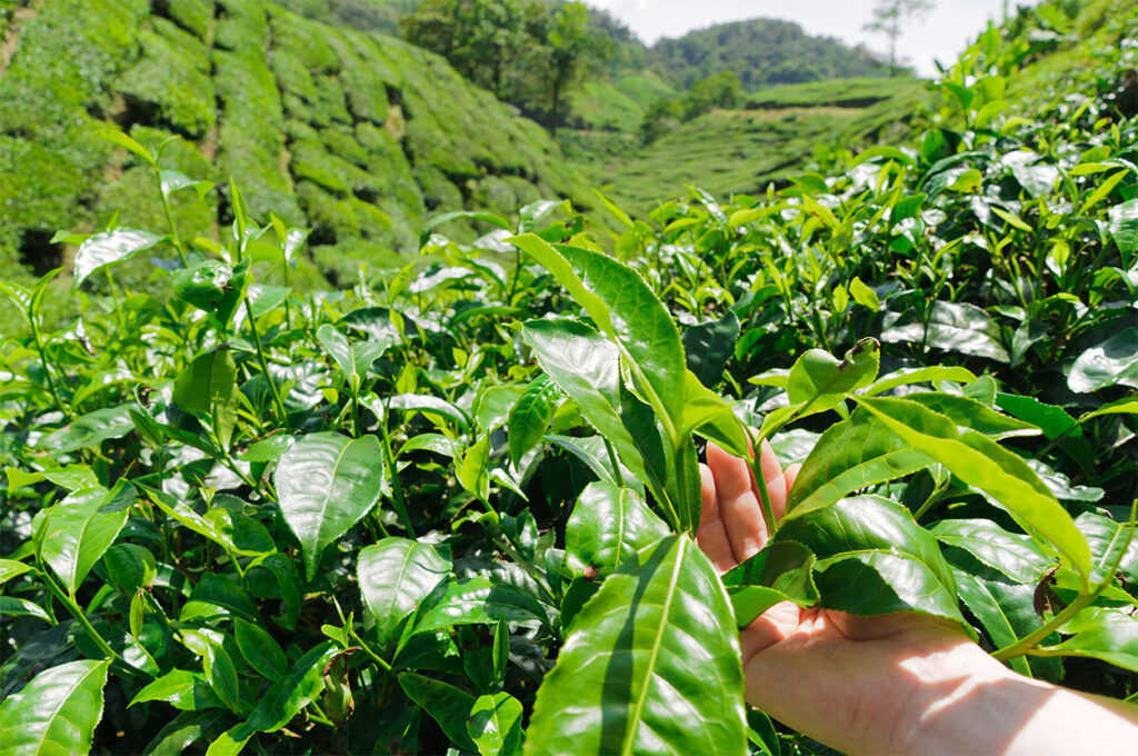 Anbauregion der Camellia sinensis Pflanzen.