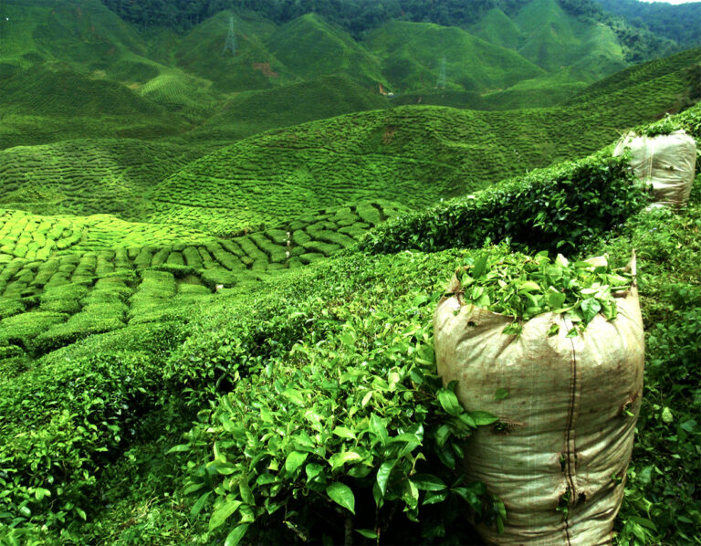 Camellia sinensis