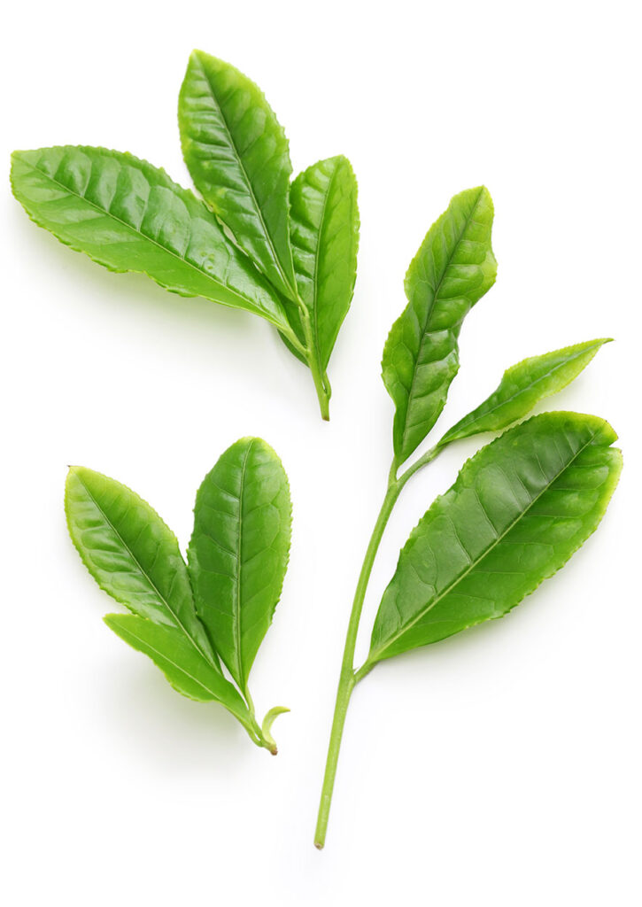 Camellia sinensis