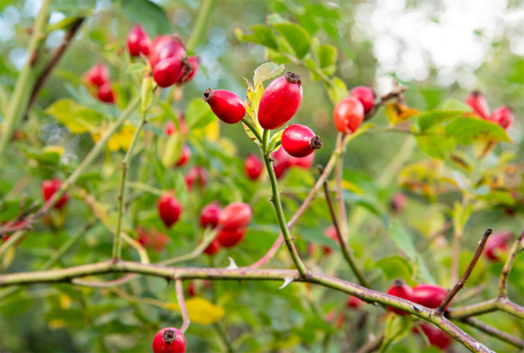 Rote Hagebutten am Strauch.