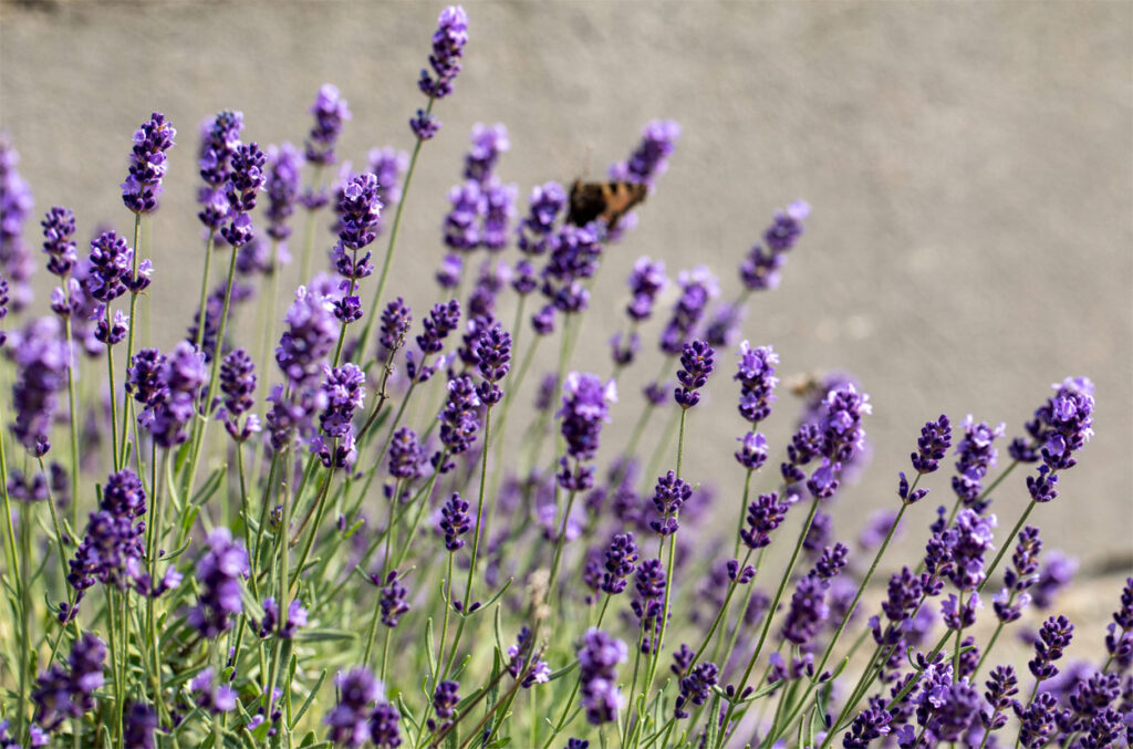 Lavendel im Garten