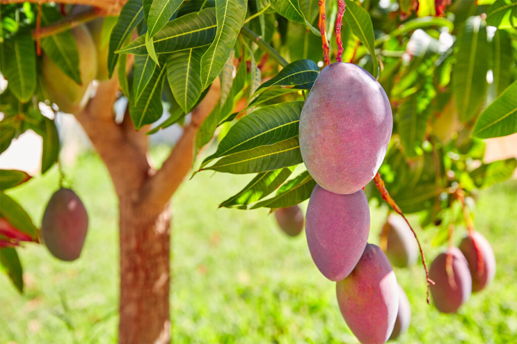 Mangobaum mit hängenden Mangofrüchten