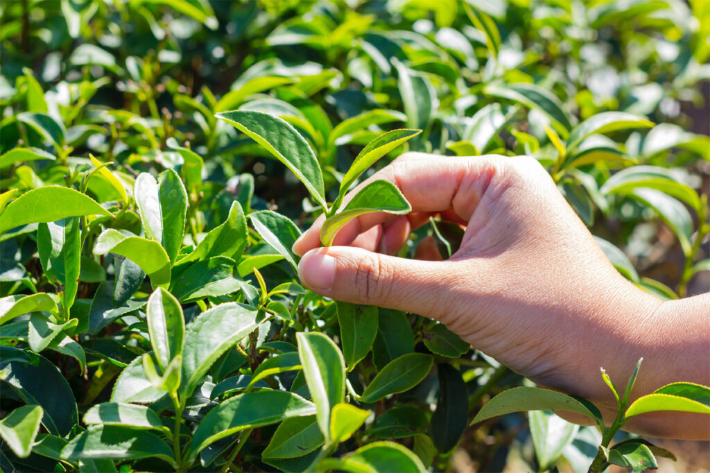 Teepflanze auf einer Teeplantage.