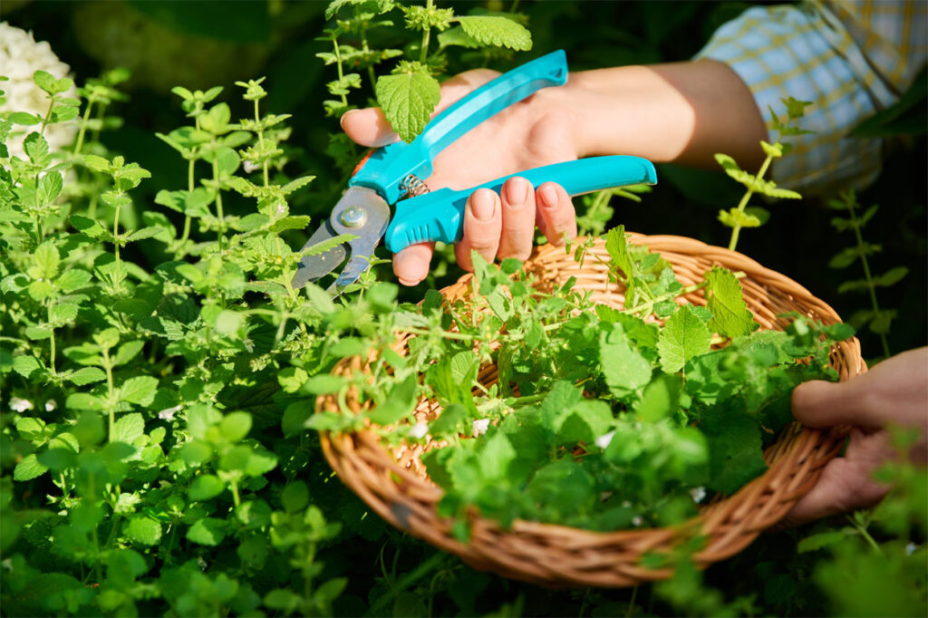 Schneiden von Zitronenmelissenkraut im Garten.